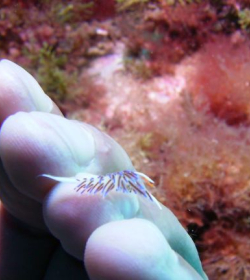 Agenzia/operatore Turistico Il Faro Diving Center